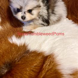 Pomeranian Puppies from Texas Tumbleweed Poms