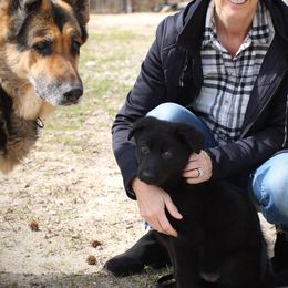 German Shepherd Puppies from Ransomshire Shepherds