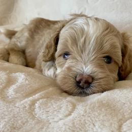 Maltipoo Puppies from Little Loves Maltipoos