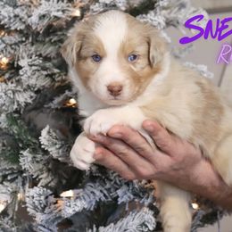 Sneezy - Red merle male Australian Shepherd puppy in Keytesville, Missouri from Dogwood Lane Canine