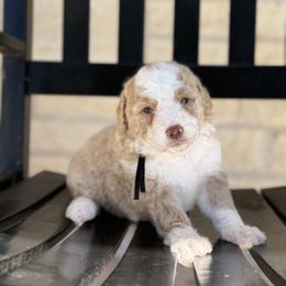 DOLLY - Red female Bernedoodle puppy in Corpus Christi, Texas from The Henke Doodles