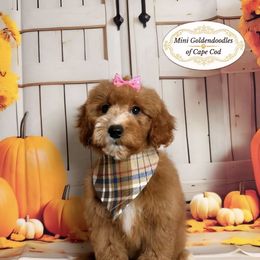 Ruby - Apricot female Goldendoodle puppy in Pocasset, Massachusetts from Mini Goldendoodles of Cape Cod