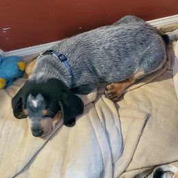 Bluetick Coonhound Puppies from Debbie Fietzer's Bluetick Coonhounds