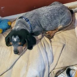 Bluetick Coonhound Puppies from Debbie Fietzer's Bluetick Coonhounds