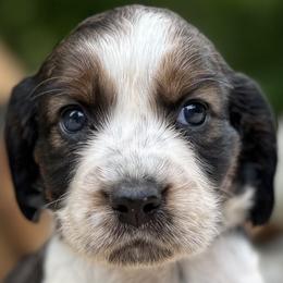 10 Pink collar Bev - Black white and tan female English Springer Spaniel puppy in Comer, Georgia from Stratton Spaniels