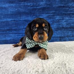 Ryker - Black tan and white male Beagle puppy in Pottersville, Missouri from Lovan's Spring Creek Kennel