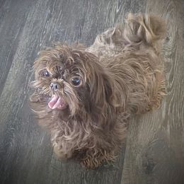 Dutchess - Shih Tzu