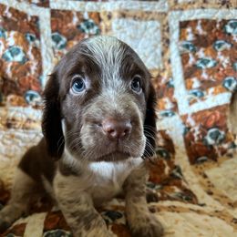 Girl 1 - Liver white and roan female English Springer Spaniel puppy in Tabor City, North Carolina from Big Bay Kennels LLC