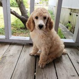 Poodle Puppies from Majestic Poodles