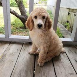 Poodle Puppies from Majestic Poodles