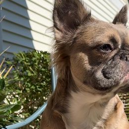 Céline - French Bulldog