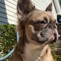Céline - French Bulldog