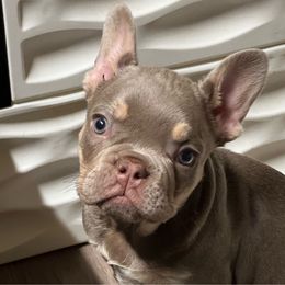 Brixton - Cowboy Frenchies - Liver French Bulldog puppy in Greenville, Texas from Cowboy Frenchies