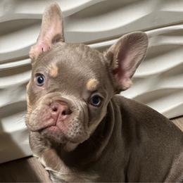 Brixton - Cowboy Frenchies - Liver French Bulldog puppy in Greenville, Texas from Cowboy Frenchies