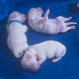 Blossom (red collar) - White female Maltese puppy in Belleville, Michigan from Michigan Maltese Puppies