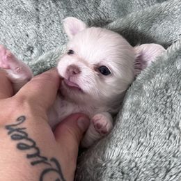 Aspen - Cream and white male Chihuahua puppy in Colorado from American Dream Chihuahua’s