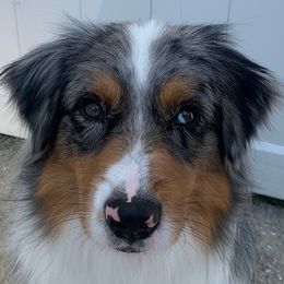 Australian Shepherds from CoralBlitz Australian Shepherds
