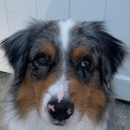 Australian Shepherds from CoralBlitz Australian Shepherds