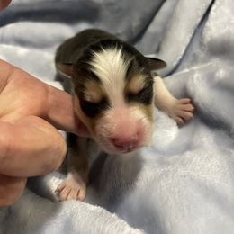Pomsky Puppies from Stacy’s Playful Pomsky