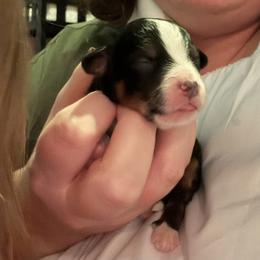 Rocco - Tri-color male Bernedoodle puppy in Eagle Mountain, Utah from Liberty Farms Puppies