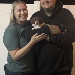 Buttercup - Piebald female Dachshund puppy in Temecula, California from Naomi Magee's Dachshund Kennel