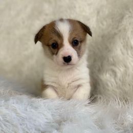 Cam - Red female Pembroke Welsh Corgi puppy in Morton, Mississippi from Southern Magnolia Corgis