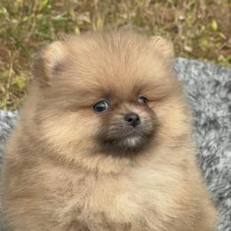 Churro - Orange male Pomeranian puppy in Naples, Florida from Puppies Forever 💙❤️🐶