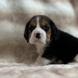 AKC Teller - Black tan and white male Beagle puppy in Chillicothe, Missouri from Tymber Lake Beagles