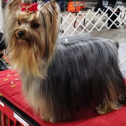 Yorkshire Terrier All Grown Up from Rick Buterbaugh