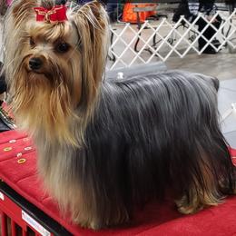 Yorkshire Terrier All Grown Up from Rick Buterbaugh
