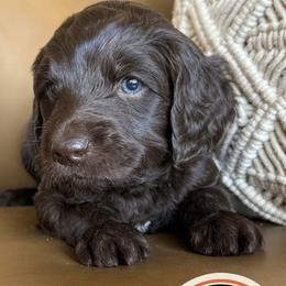 Zion - Chocolate male Labradoodle puppy in Lubbock, Texas from Lucky Labradoodles