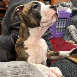 Ares - Fawn brindle American Staffordshire Terrier puppy in Mazomanie, Wisconsin from Odylic Amstaffs