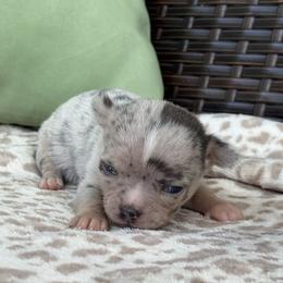 Trixie - Merle female Chihuahua puppy in Beckemeyer, Illinois from Guardian’s of the Chihuahuas