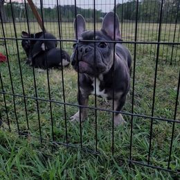 Boy 2 - Tricolors French Bulldog puppy in Florida from Brianna Hooks's French Bulldogs