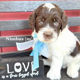Nimbus - Chocolate male Australian Labradoodle puppy in Citrus Heights, California from Elite Blend Labradoodles