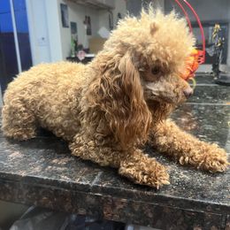 Wynona - Red  female Poodle puppy in Phoenix, Arizona from La Petite poodle