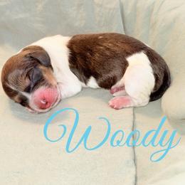 Woody - Piebald male Dachshund puppy in Paso Robles, California from Drift & Dash Dachshunds