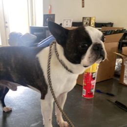Raphael - Boston Terrier