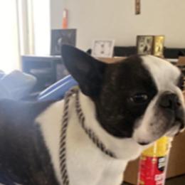Raphael - Boston Terrier