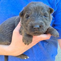 Yellow Collar Girl - Blue female German Shepherd puppy in Dallas, Pennsylvania from Mountainside German Shepherds