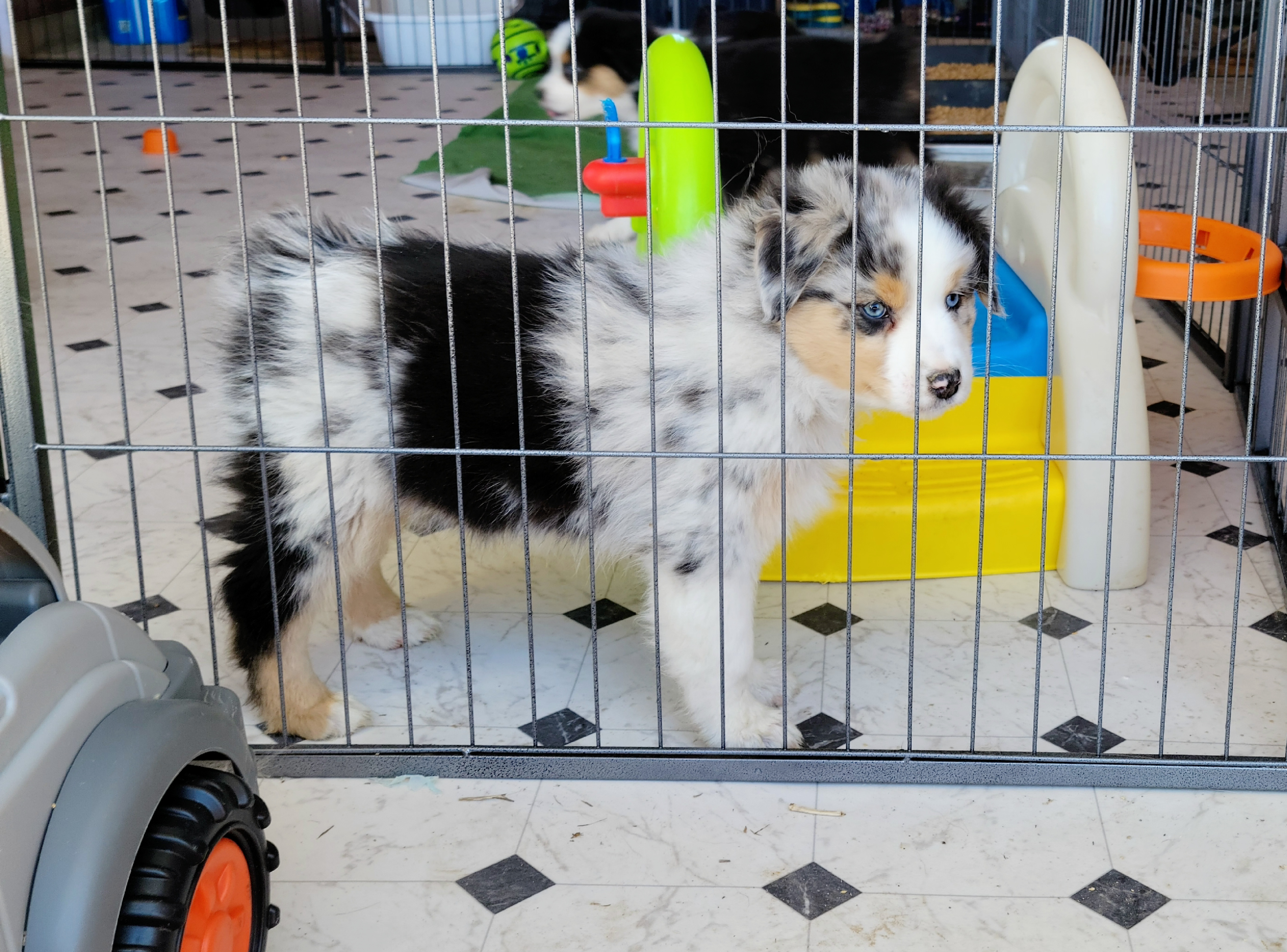 Australian Shepherds from Amare Aussies