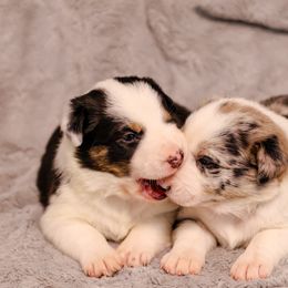 Border Collie Puppies from Wandering Meadows Farm