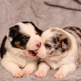 Border Collie Puppies from Wandering Meadows Farm