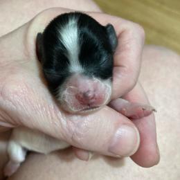 Boy 1 - White and black male Papillon puppy in Frostproof, Florida from Sequence Papillon