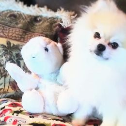Pomeranians from Puffurbabies-norcal