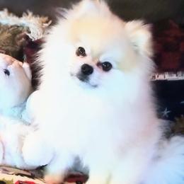 Pomeranians from Puffurbabies-norcal