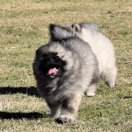Keeshond Puppies from Anna Boehringer