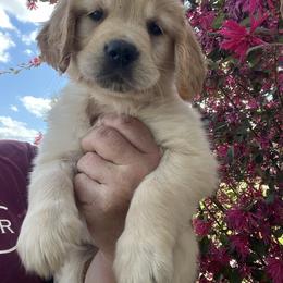 Purple - Golden female Golden Retriever puppy in Jesup, Georgia from Painted Platinum Retrievers (Painted Platinum Kennel) PPK