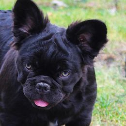 French Bulldogs from Fren She Kisses