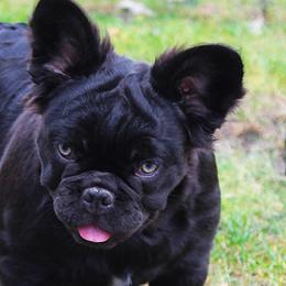 French Bulldogs from Fren She Kisses